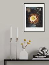 The Night–Blowing Cereus from The Temple of Flora (1807) Poster och Canvastavla