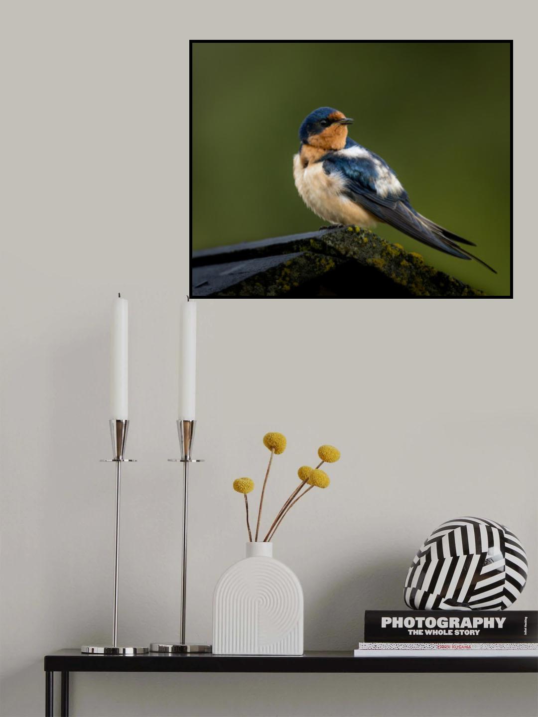 Swallow - 5/31/2023 Grand Teton Poster och Canvastavla