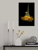 The Lemur Tree Frog and the Gerbera Poster och Canvastavla