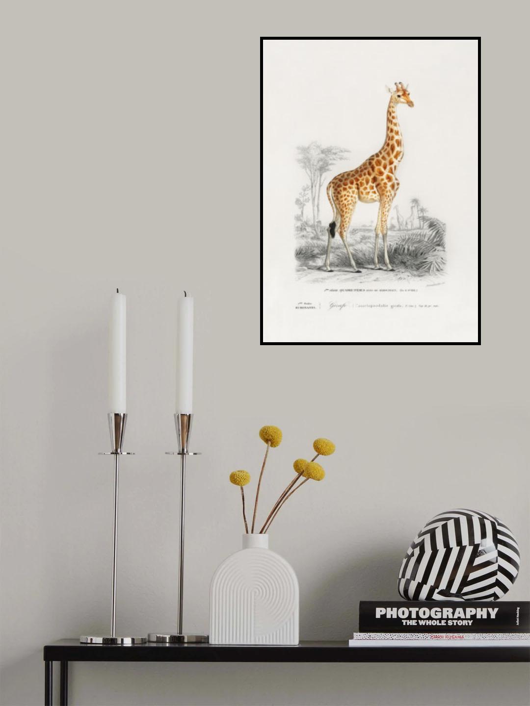 Giraffe Poster och Canvastavla