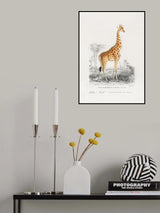 Giraffe Poster och Canvastavla