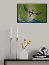 Takes off from the water Poster och Canvastavla