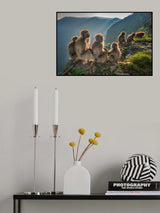 Geladas on the edge Poster och Canvastavla