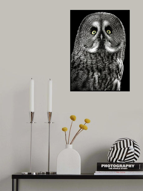 Owl Poster och Canvastavla