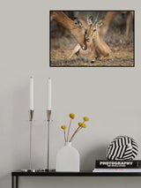 A Moment of Love Poster och Canvastavla
