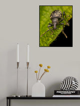 Weevil Poster och Canvastavla