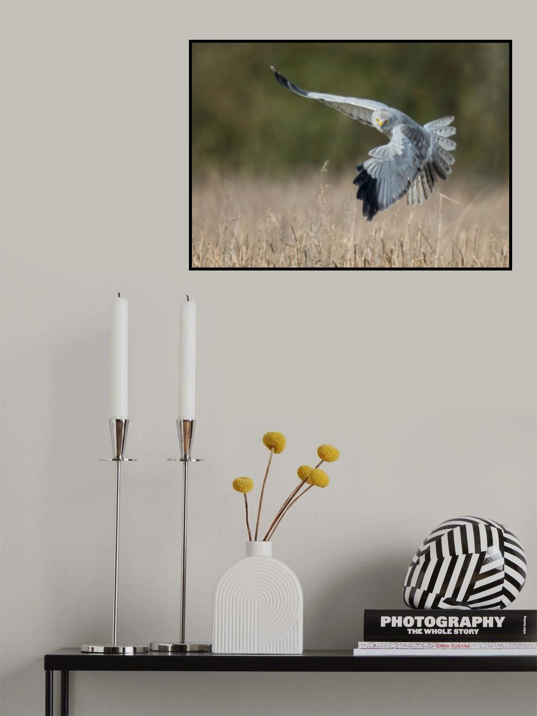 Hen Harrier Poster och Canvastavla
