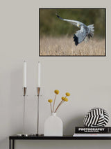 Hen Harrier Poster och Canvastavla