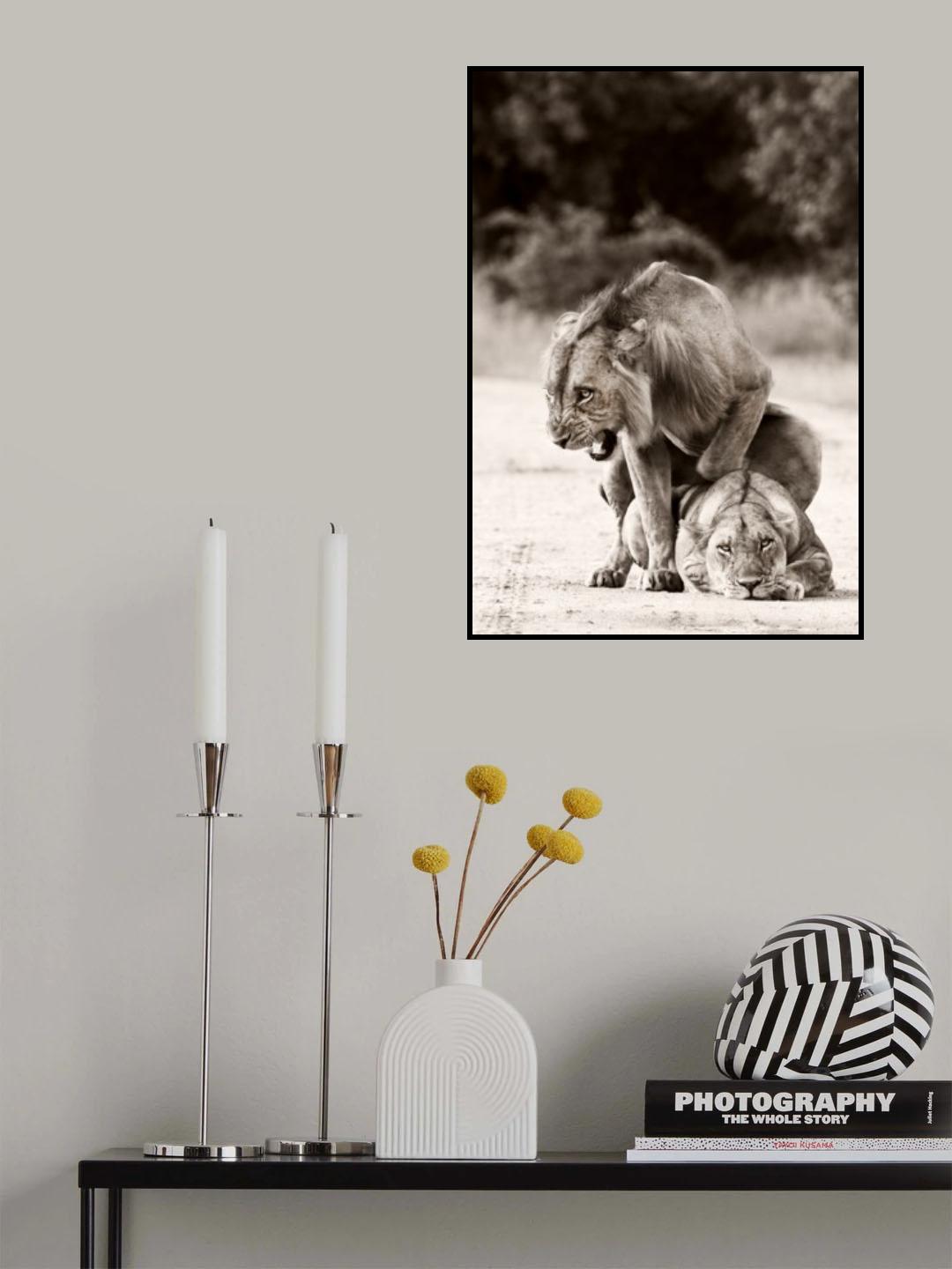 Lion Love Poster och Canvastavla