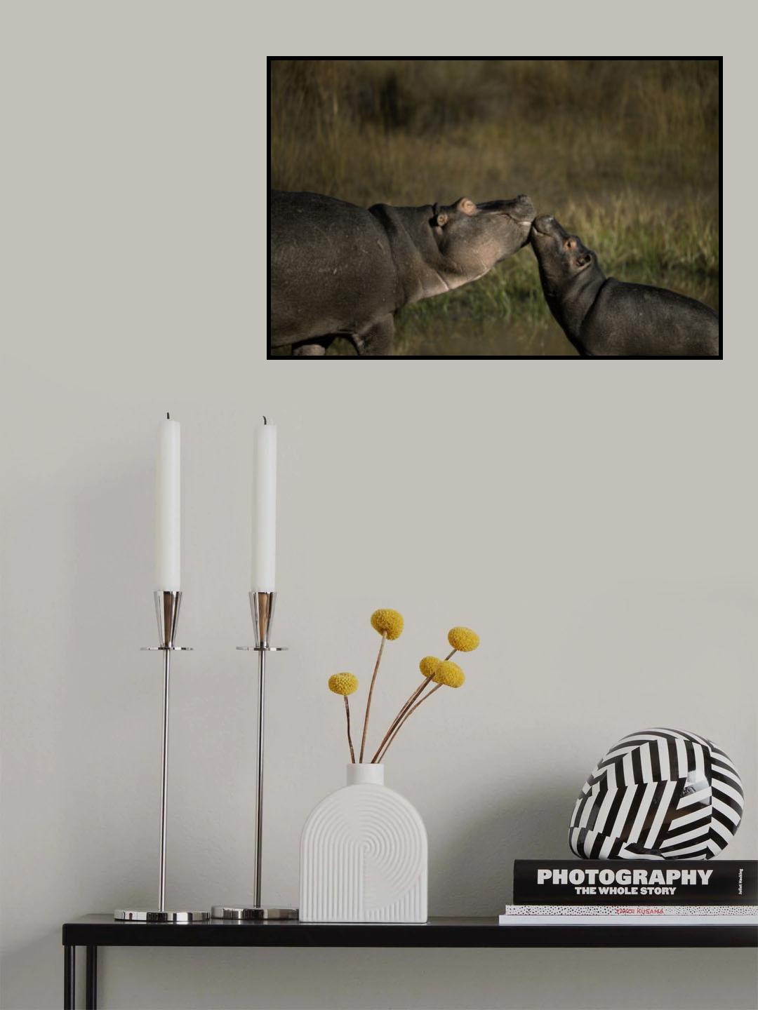 Playful Hippos Poster och Canvastavla