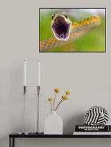 Parotsnake Poster och Canvastavla