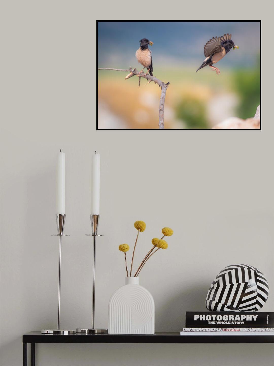 Rose starlings Poster och Canvastavla
