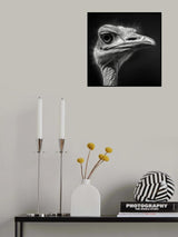 Ostrich 1 Poster och Canvastavla