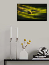 Lonely tree Poster och Canvastavla