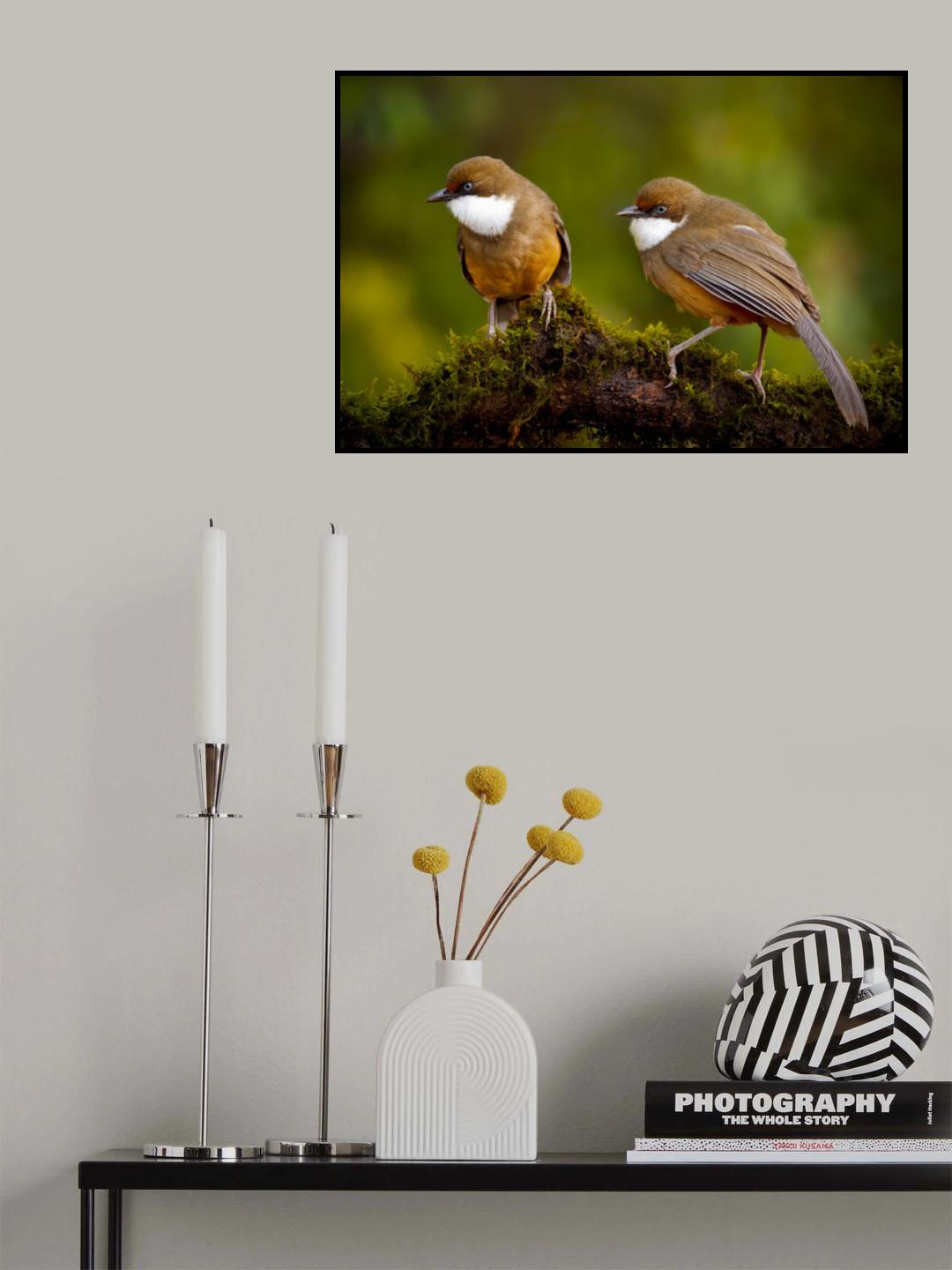 White-throated laughing thrush Poster och Canvastavla