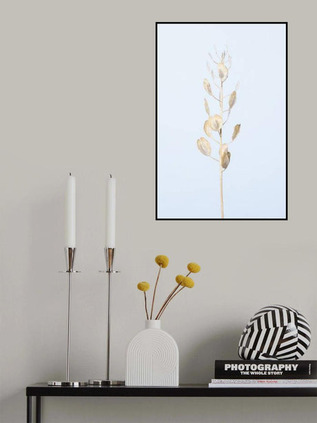 Solitary dried plant_light blue Poster och Canvastavla