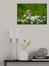 Scissor-tailed Flycatcher Poster och Canvastavla