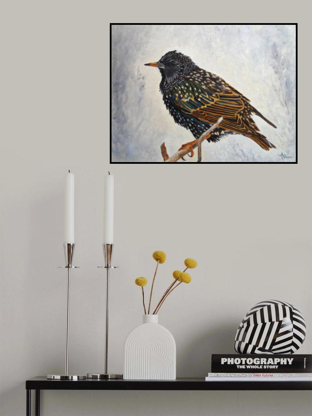 Wrapped Up   European Starling Poster och Canvastavla