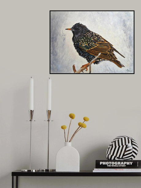 Wrapped Up   European Starling Poster och Canvastavla