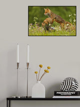Red Fox Poster och Canvastavla