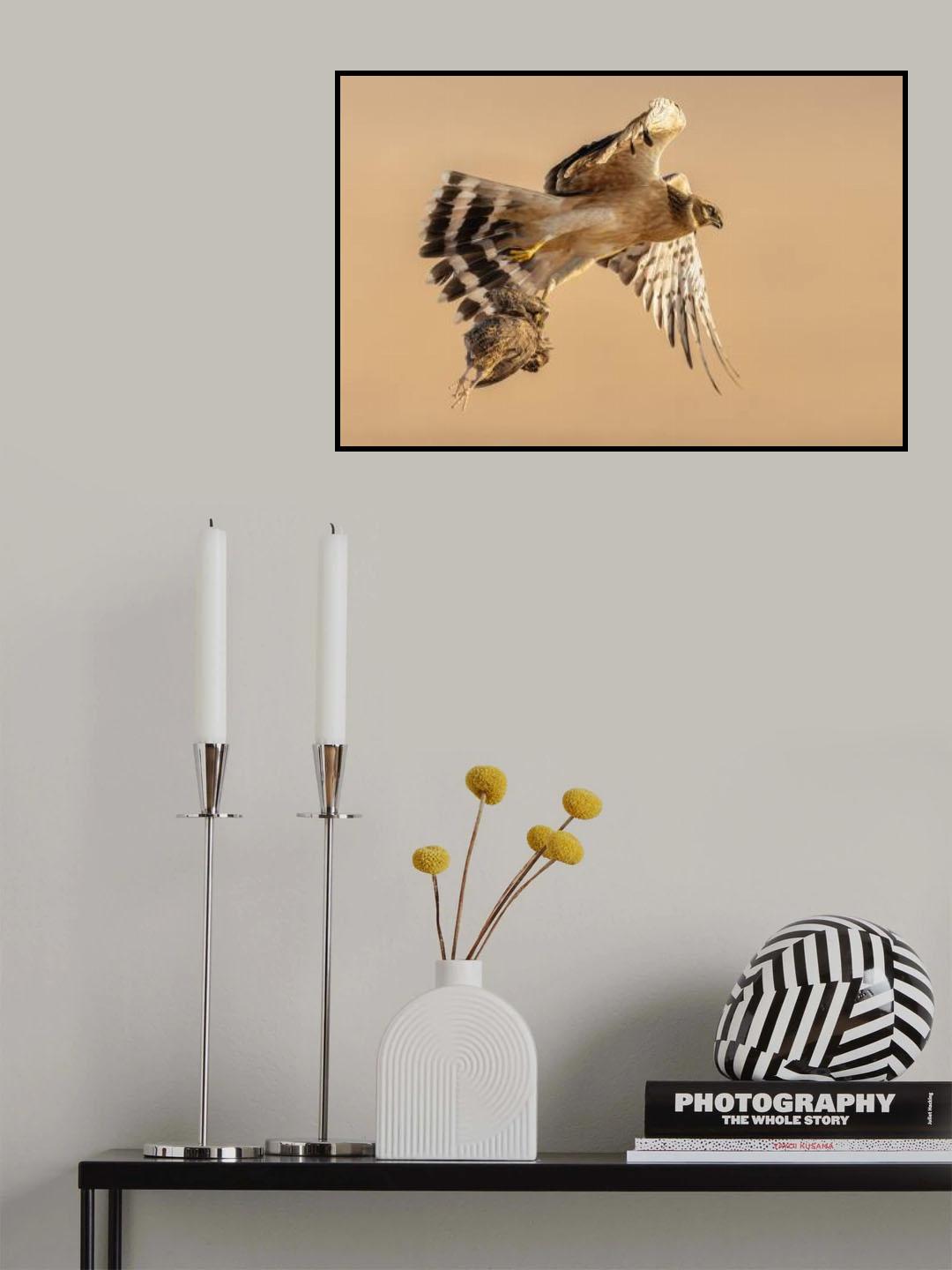 Pallid harrier Poster och Canvastavla