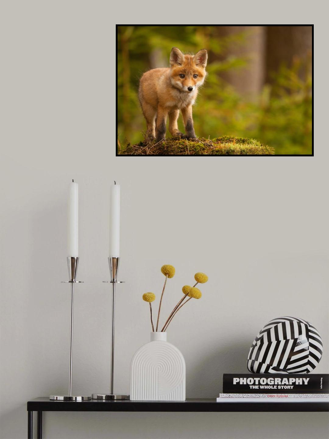 Fox Poster och Canvastavla