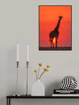 Sunset Giraffe Poster och Canvastavla