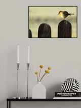 Bird on a fence Poster och Canvastavla