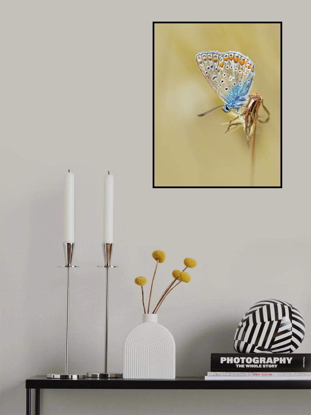Common Blue Poster och Canvastavla