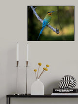 Blue-tailed Bee-eater Poster och Canvastavla