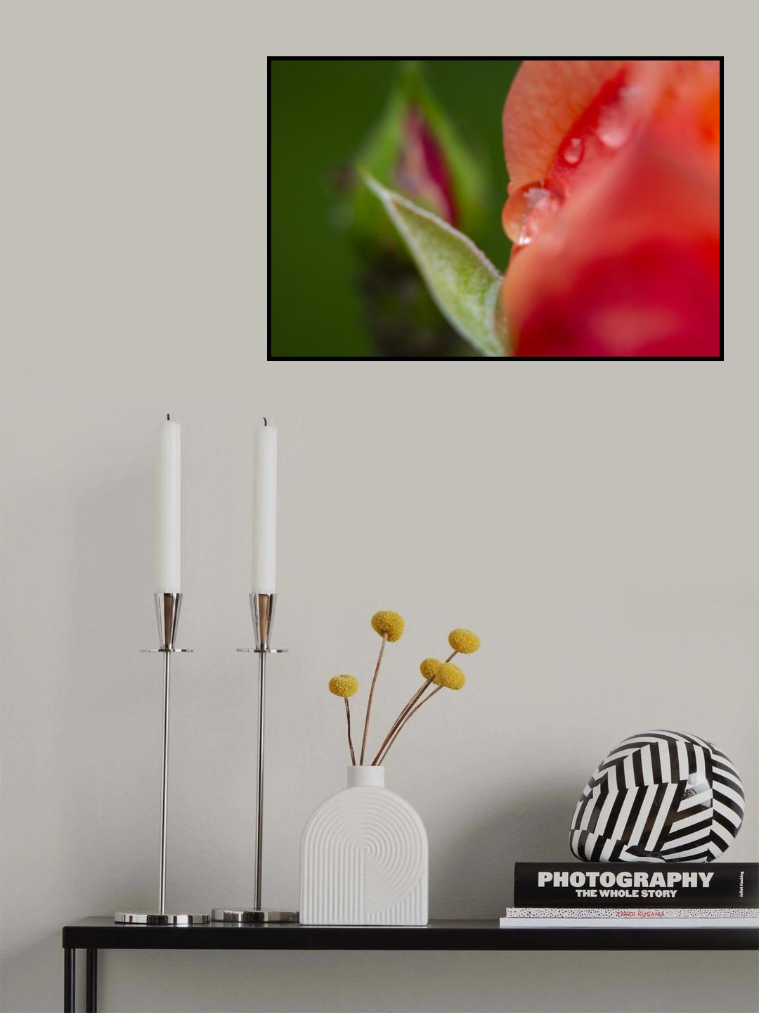 water drop and rose petal Poster och Canvastavla