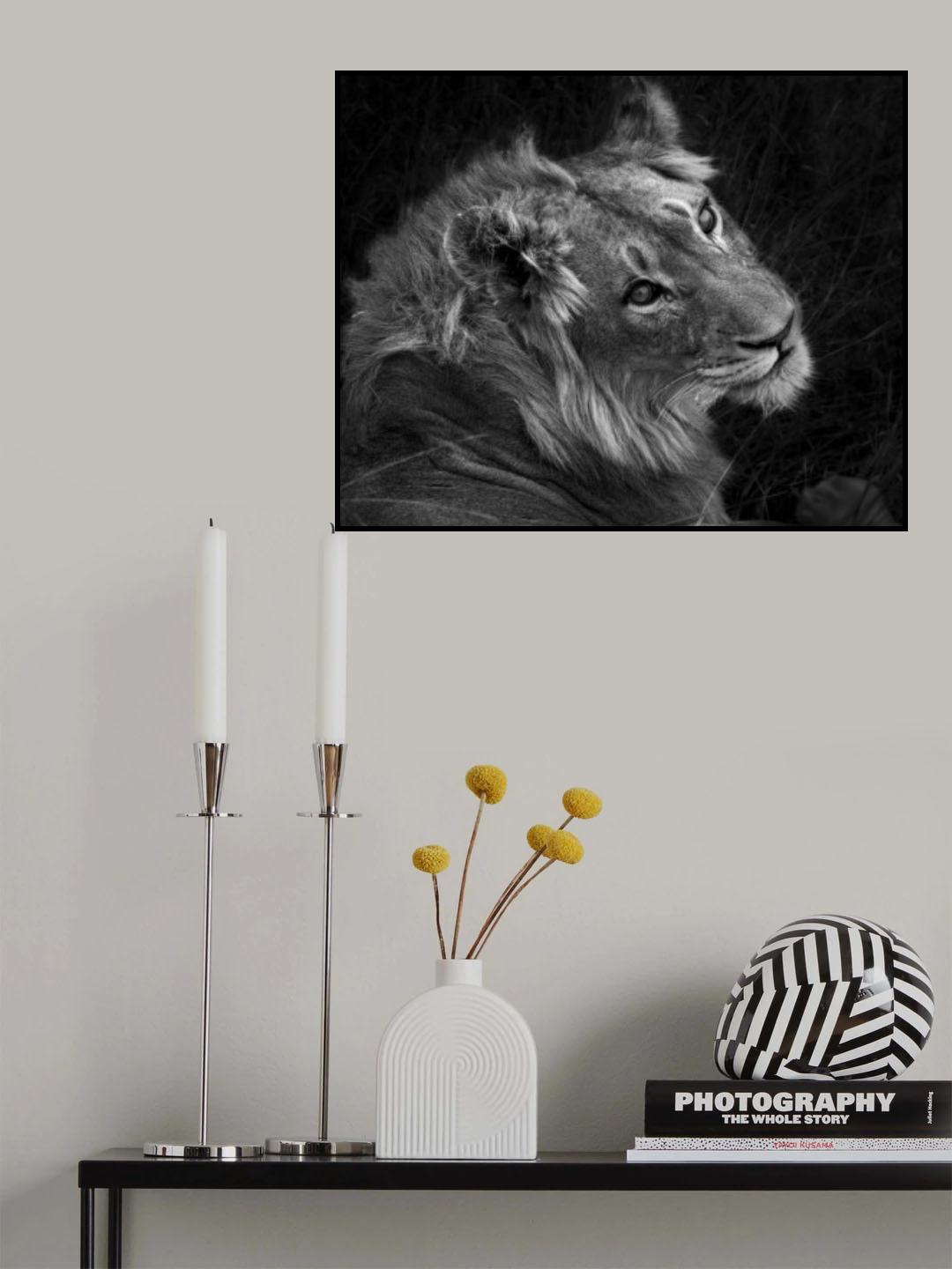Black and White Lion Portrait Poster och Canvastavla