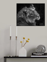 Black and White Lion Portrait Poster och Canvastavla