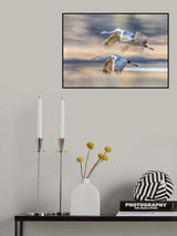 Sandhill Cranes in Flight Poster och Canvastavla