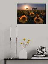 Sunflower field Poster och Canvastavla