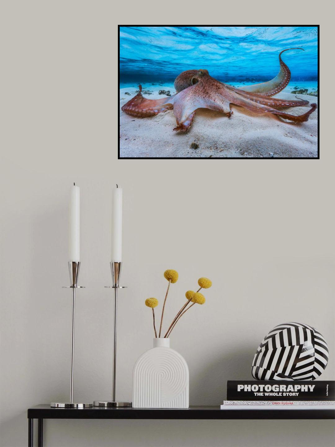 Octopus Poster och Canvastavla