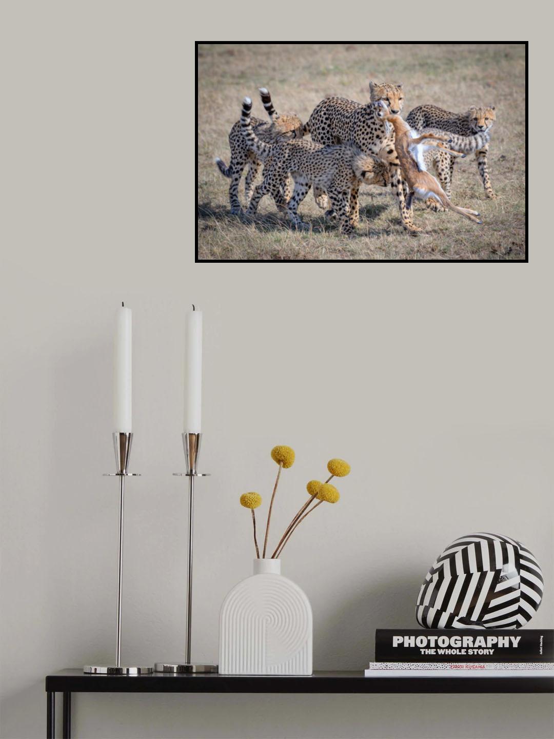 Cheetah Hunting Poster och Canvastavla