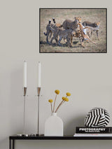 Cheetah Hunting Poster och Canvastavla