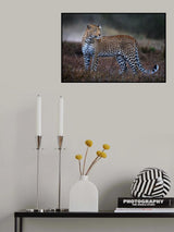 Leopard on the prowl Poster och Canvastavla