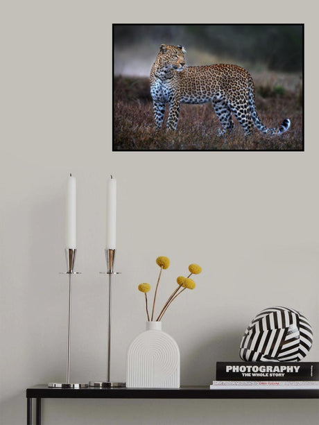 Leopard on the prowl Poster och Canvastavla
