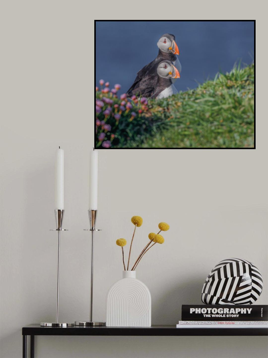 Atlantic Puffins Poster och Canvastavla