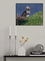 Atlantic Puffins Poster och Canvastavla