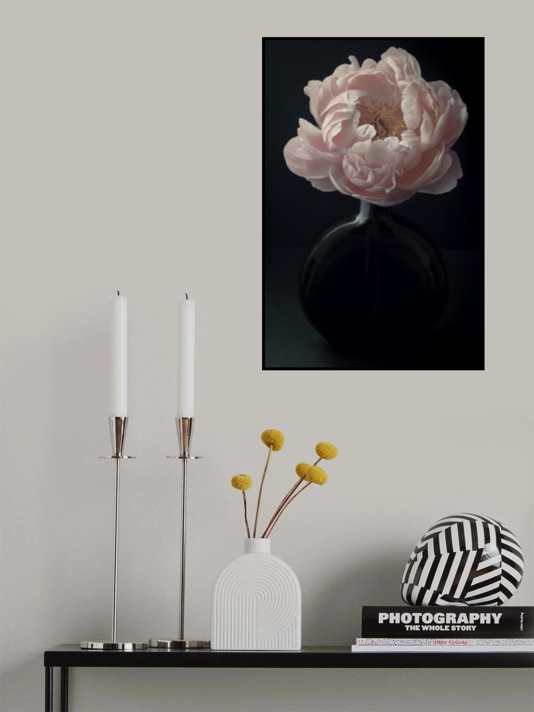 Coral Peony Flower Still Life Poster och Canvastavla