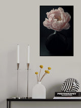 Coral Peony Flower Still Life Poster och Canvastavla
