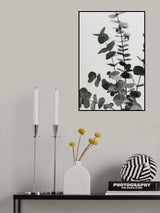 Eucalyptus Natural 07 Poster och Canvastavla