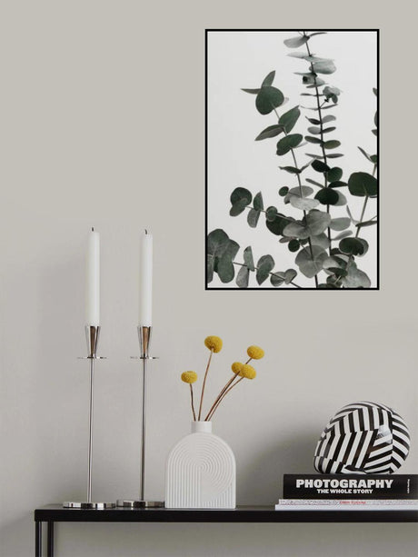 Eucalyptus Natural 07 Poster och Canvastavla