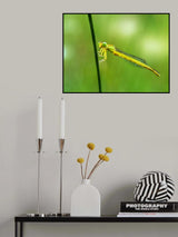 Ceriagrion melanurum Poster och Canvastavla