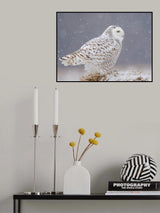 A Side Portrait of Snowy Owl Poster och Canvastavla