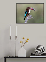 White-throated Kingfisher Poster och Canvastavla