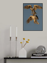 White Tailed Kite - Food Exchange Poster och Canvastavla